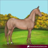 Horse Color:Brown Pearl  and Black Pearl 