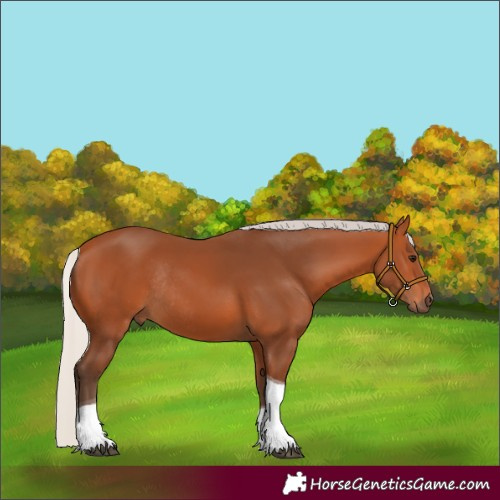 Horse Color:Silver Bay Tobiano Rabicano 