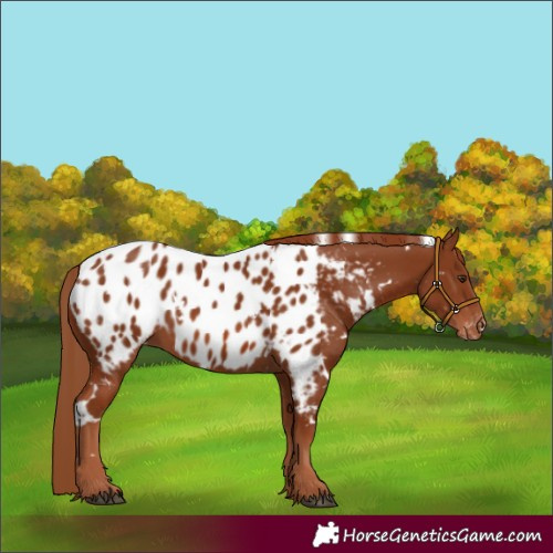 Horse Color:White Spotted Chestnut Appaloosa 