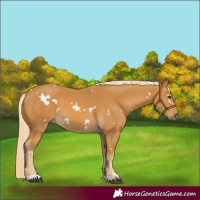 Horse Color:White Spotted Palomino 