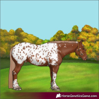 Horse Color:White Spotted Chestnut Tobiano Near Leopard