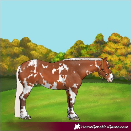 Horse Color:White Spotted Silver Bay Varnish 