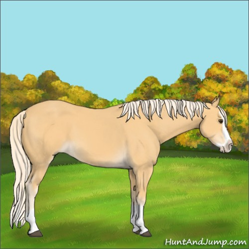 Horse Color:Palomino Splash 