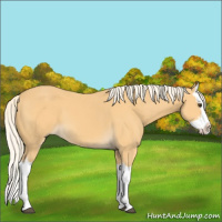 Horse Color:Palomino Splash 