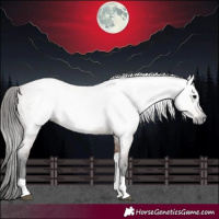Horse Color:Gray Bay Roan Tobiano 