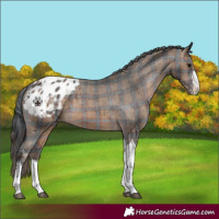 Horse Color:Plaid  Brown Sabino Tobiano Appaloosa 