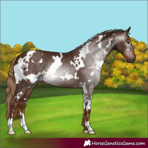 Horse Color:Gray White Spotted Chestnut 