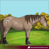 Horse Color:Void Classic Champagne 