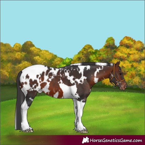 Horse Color:White Spotted Brown Tobiano Appaloosa 