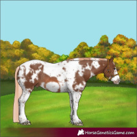 Horse Color:White Spotted Chestnut Tobiano Frame Rabicano