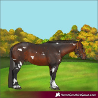 Horse Color:White Spotted Bay Tobiano 