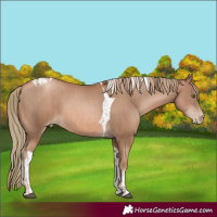 Horse Color:Liver Chestnut Pearl and Liver Chestnut Pearl Tobiano