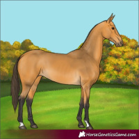 Horse Color:Buckskin 