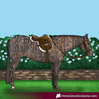 Horse Color:Black Pearl  and Black 