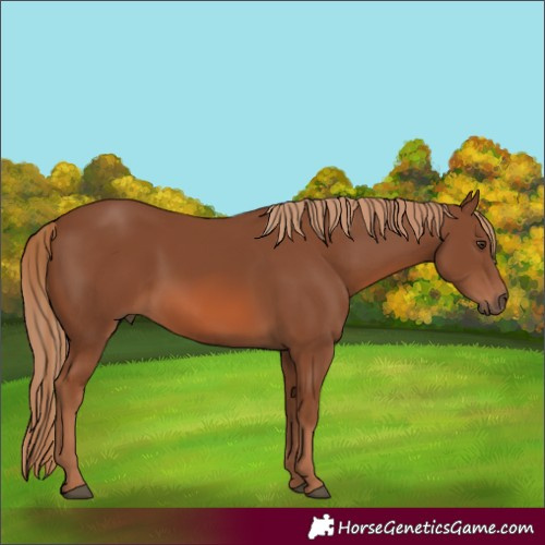 Horse Color:Chestnut 