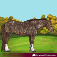 Horse Color:Liver Chestnut Pearl and Liver Chestnut