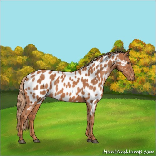 Horse Color:Chestnut Near Leopard 