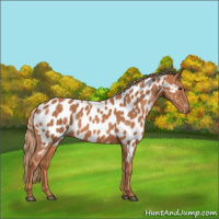 Horse Color:Chestnut Near Leopard 