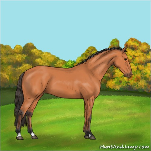 Horse Color:Bay 