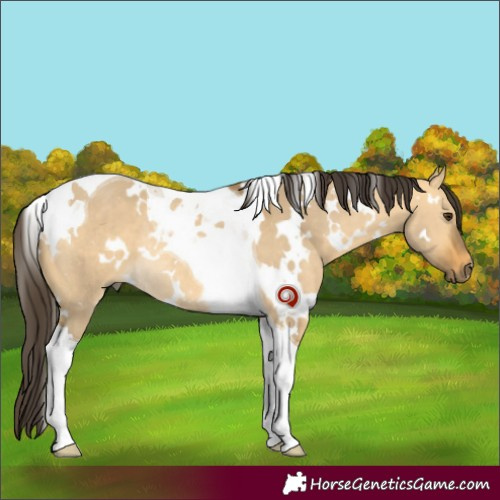 Horse Color:White Spotted Buckskin Dun Tobiano Rabicano 