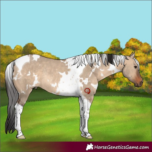 Horse Color:White Spotted Brown Dun Tobiano Rabicano 