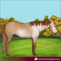 Horse Color:Gray Red Dun