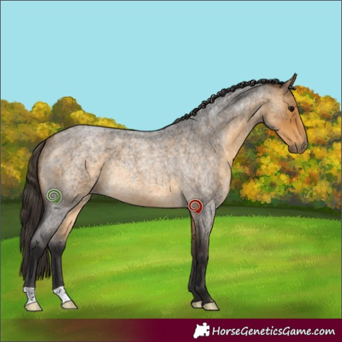 Horse Color:Buckskin Roan Rabicano 