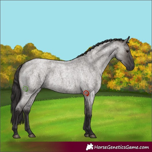 Horse Color:Smoky Grullo Roan Rabicano 