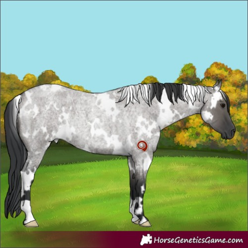 Horse Color:White Spotted Grullo Roan Rabicano 