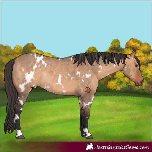 Horse Color:White Spotted Bay Dun Rabicano 