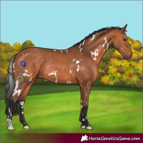 Horse Color:White Spotted Bay Rabicano 