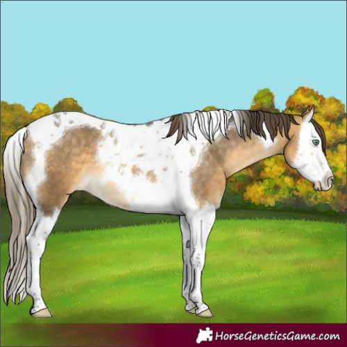 Horse Color:Buckskin Mushroom Splash Tobiano Appaloosa 