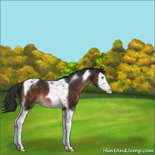 Horse Color:Brown Mushroom Splash Tobiano Appaloosa 