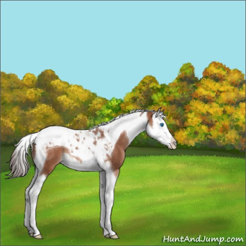 Horse Color:Bay Mushroom Splash Tobiano Appaloosa 