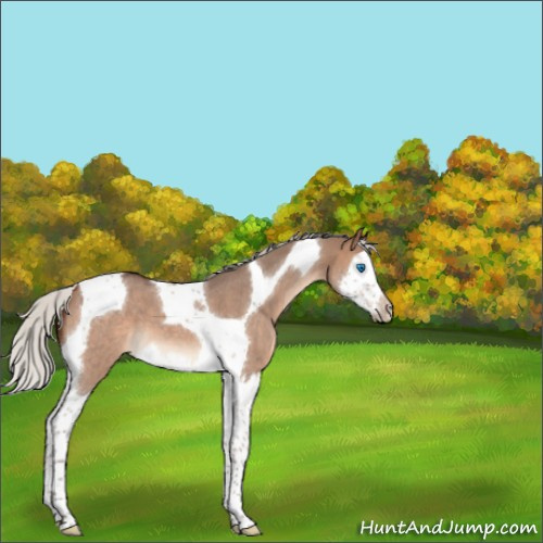 Horse Color:Silver Brown Roan Dun Splash Tobiano