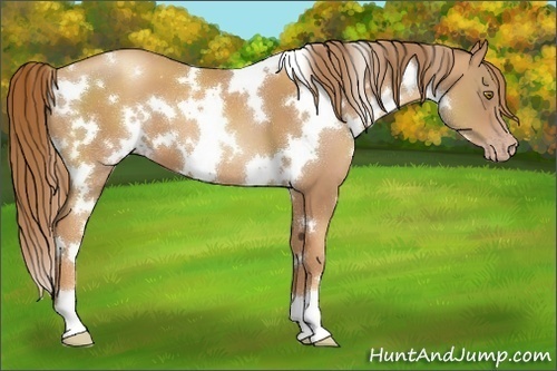 Horse Color:White Spotted Gold Champagne