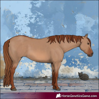 Horse Color:Red Dun 