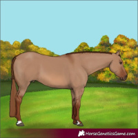 Horse Color:Red Dun 