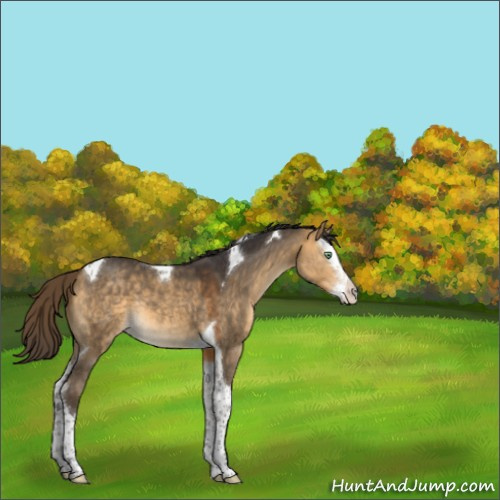 Horse Color:Buckskin Dun Splash Tobiano 