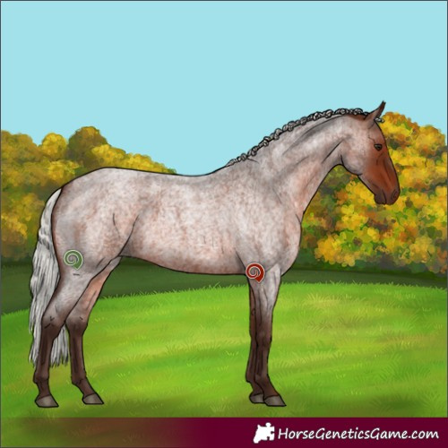 Horse Color:Silver Brown Roan 