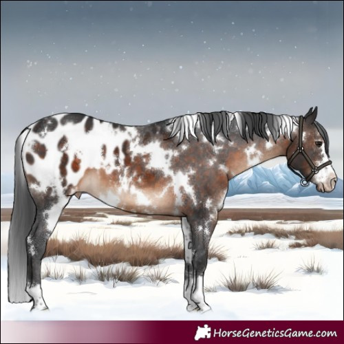 Horse Color:White Spotted Brown Appaloosa 