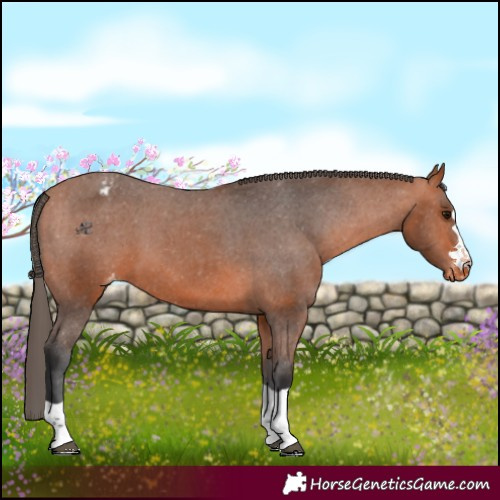 Horse Color:Bay Varnish