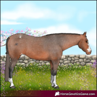 Horse Color:Bay Appaloosa 