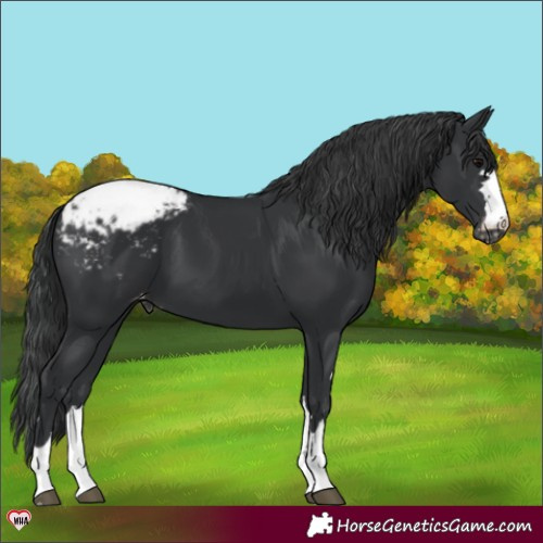 Horse Color:Black Appaloosa 