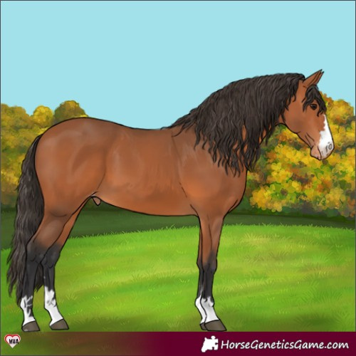 Horse Color:Bay Appaloosa 