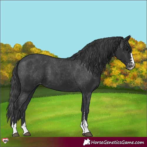 Horse Color:Black Appaloosa 