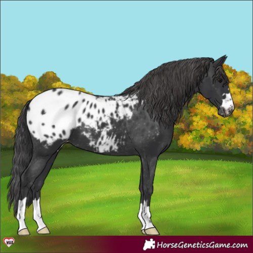 Horse Color:Black Appaloosa 