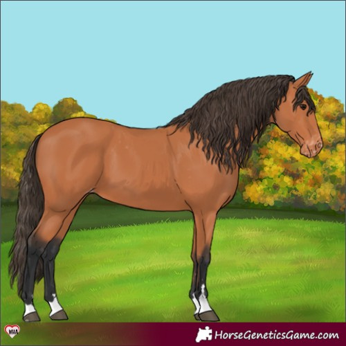 Horse Color:Bay Appaloosa 