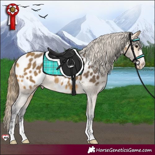 Horse Color:Buckskin Appaloosa 