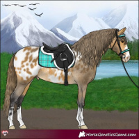Horse Color:Buckskin Appaloosa 